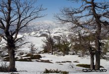 گزارش تصویری  از اولین برف جنگل ابر